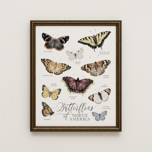 Framed artwork of butterflies of North America on a light background