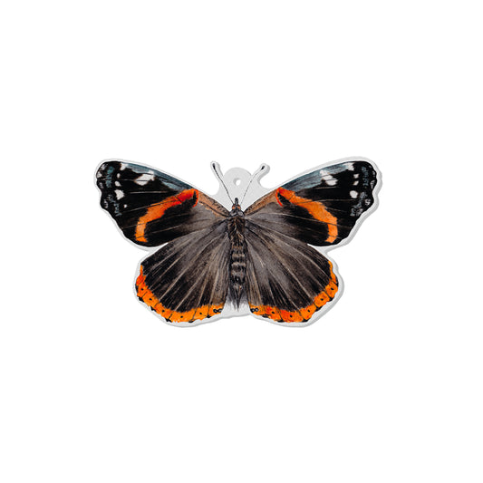 Butterfly with orange and black wings on a white background