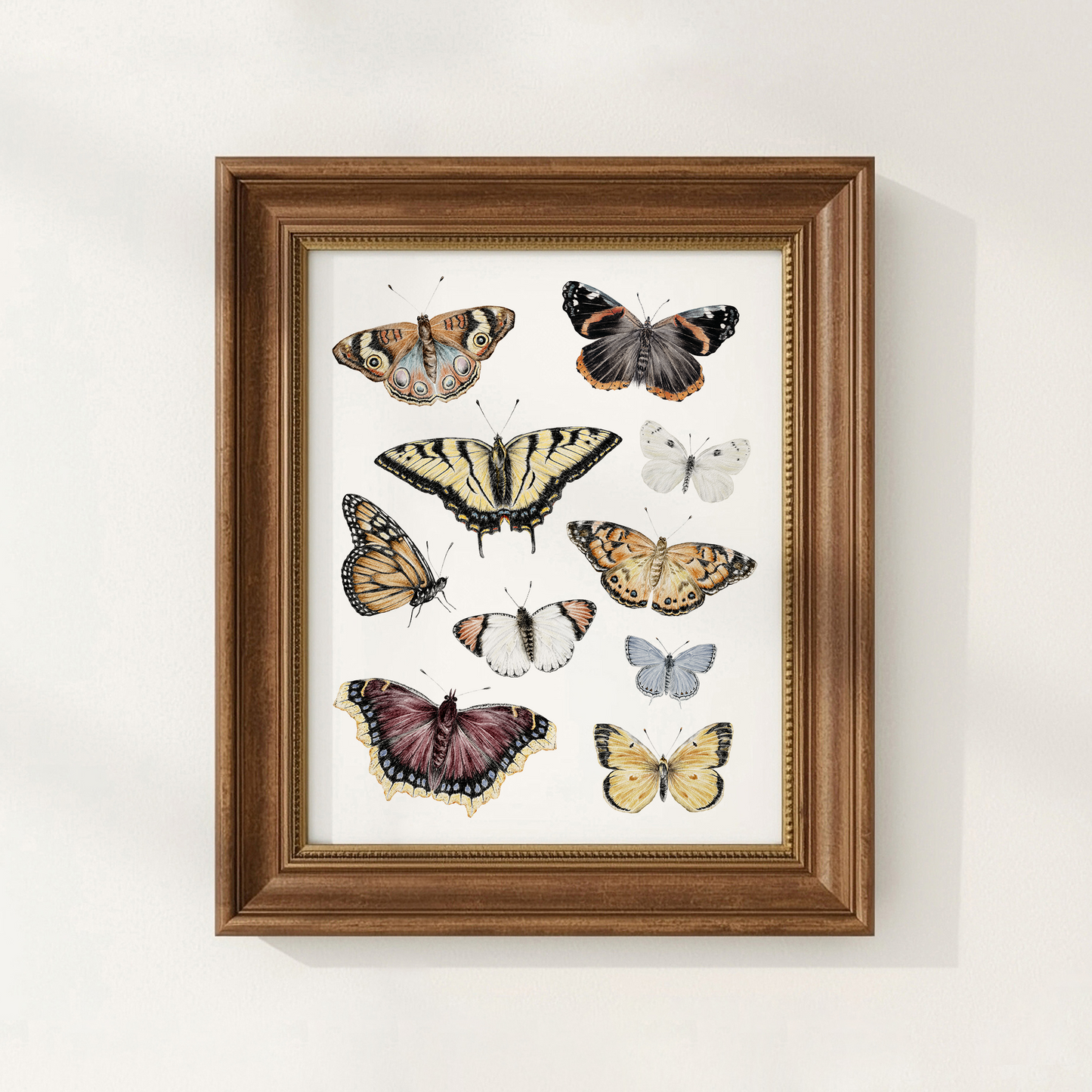 Butterfly Art Print