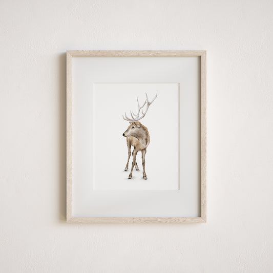 Watercolor art print of a deer on a white background