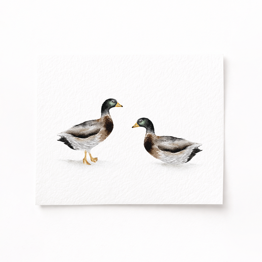 Two ducks on a white background