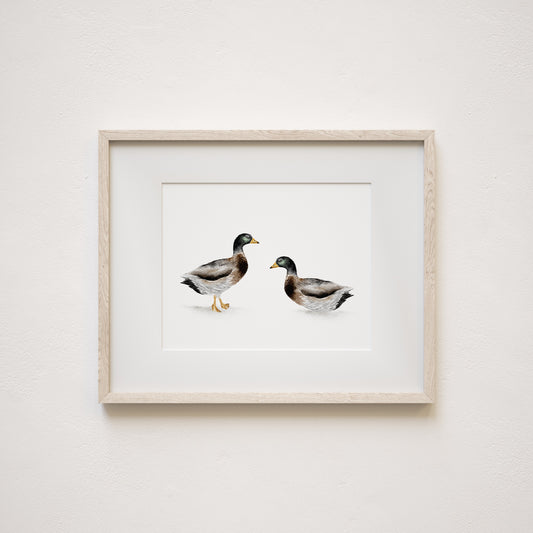 Watercolor art print of two ducks on a white background