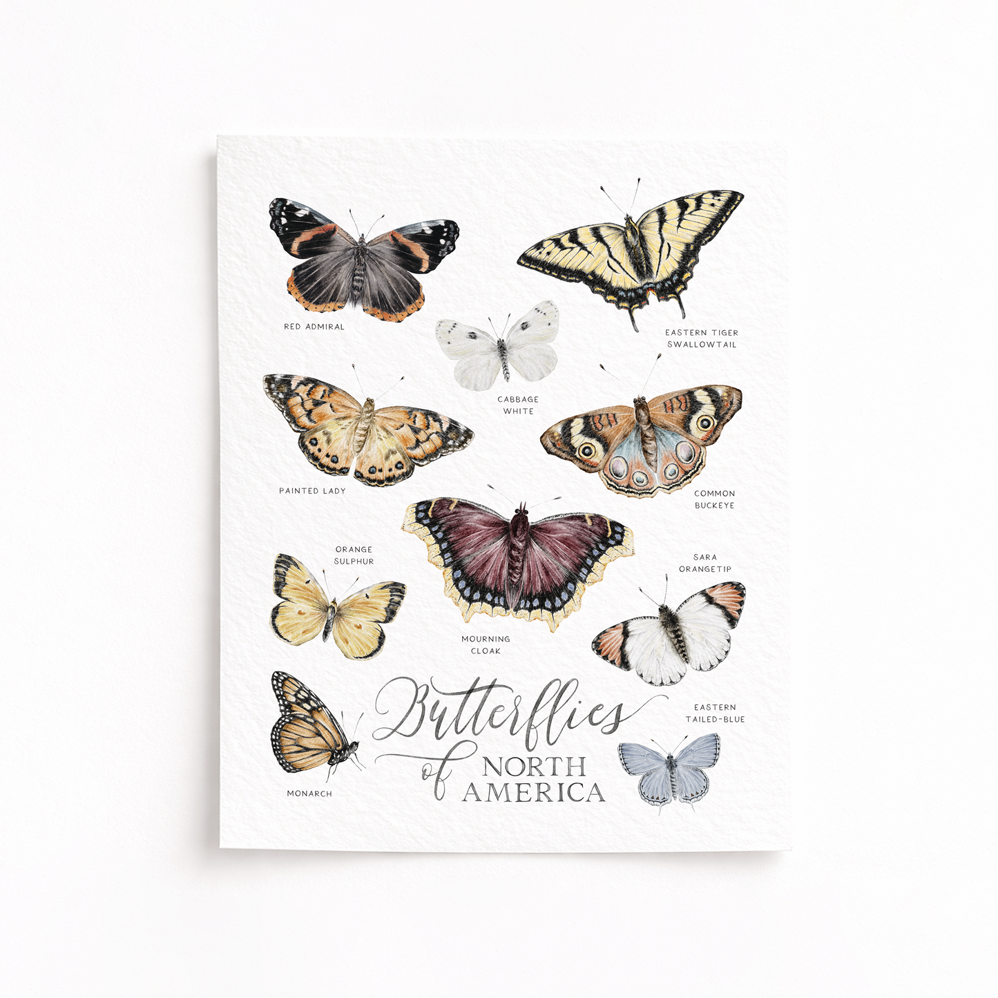 Print of butterflies of North America on a white background