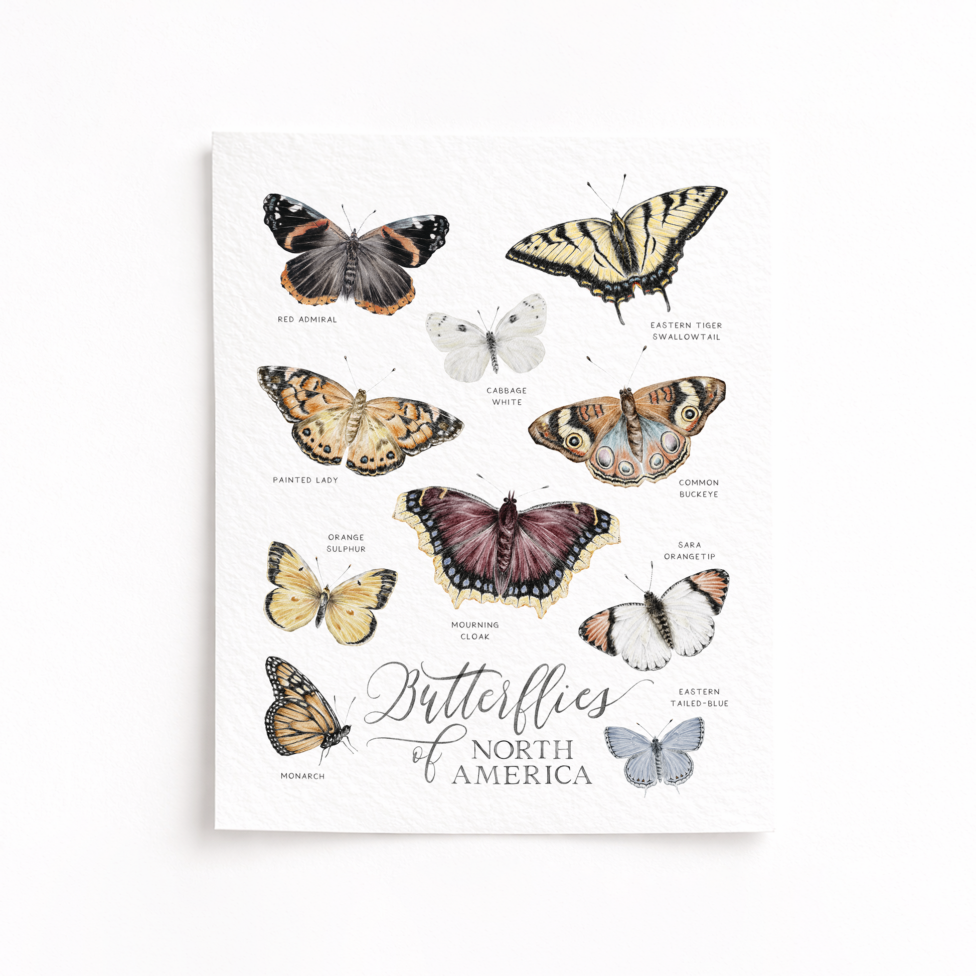 Print of butterflies of North America on a white background
