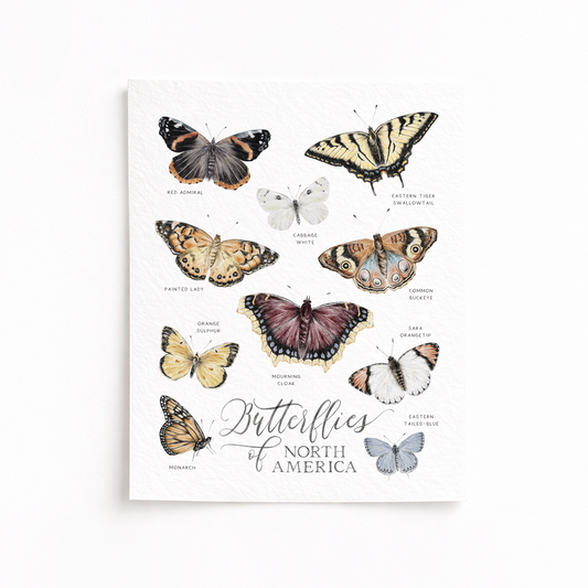 Print of butterflies of North America on a white background
