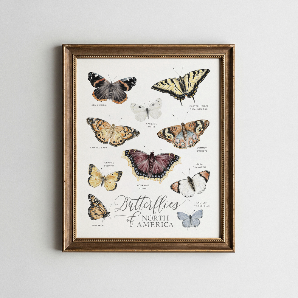 Framed poster of butterflies of North America on a light gray background