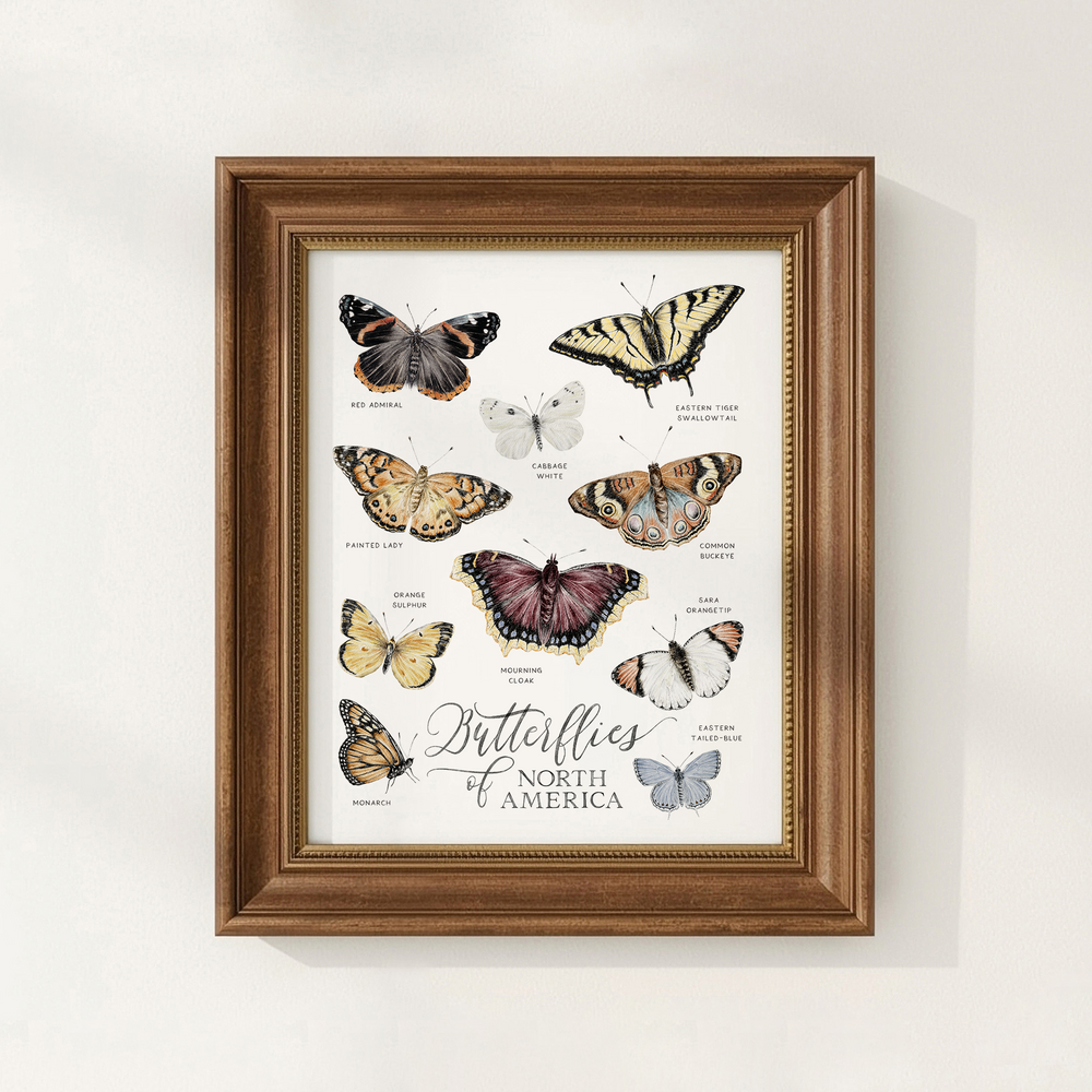 Framed print of butterflies of North America on a white background