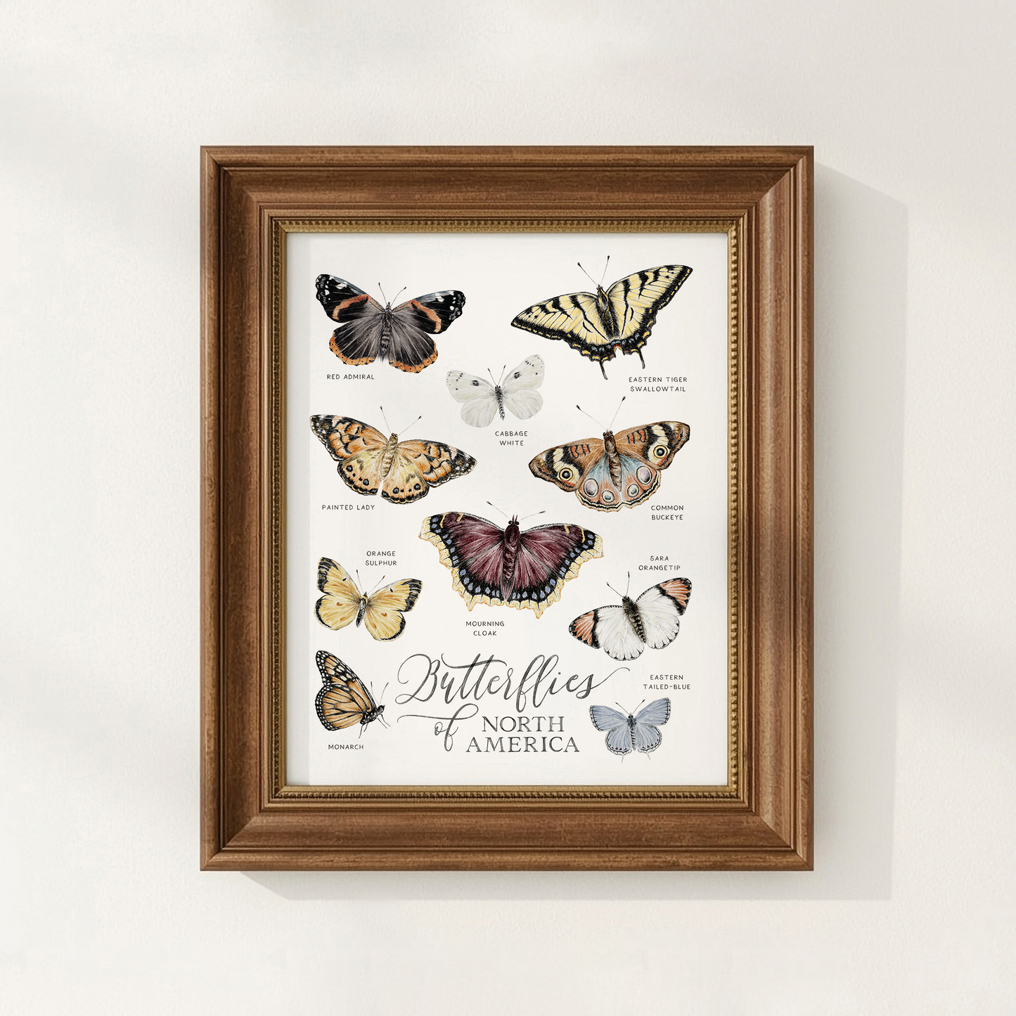 Framed print of butterflies of North America on a white background