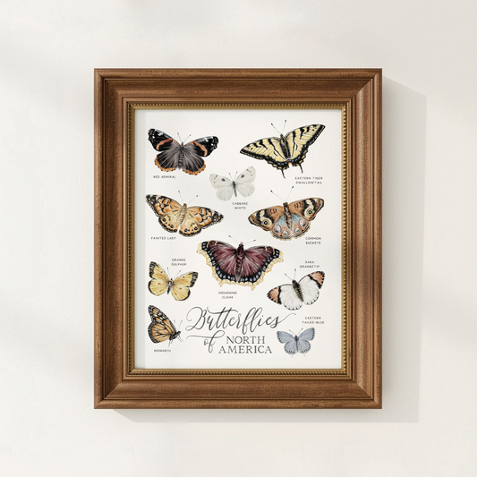 Framed print of butterflies of North America on a white background