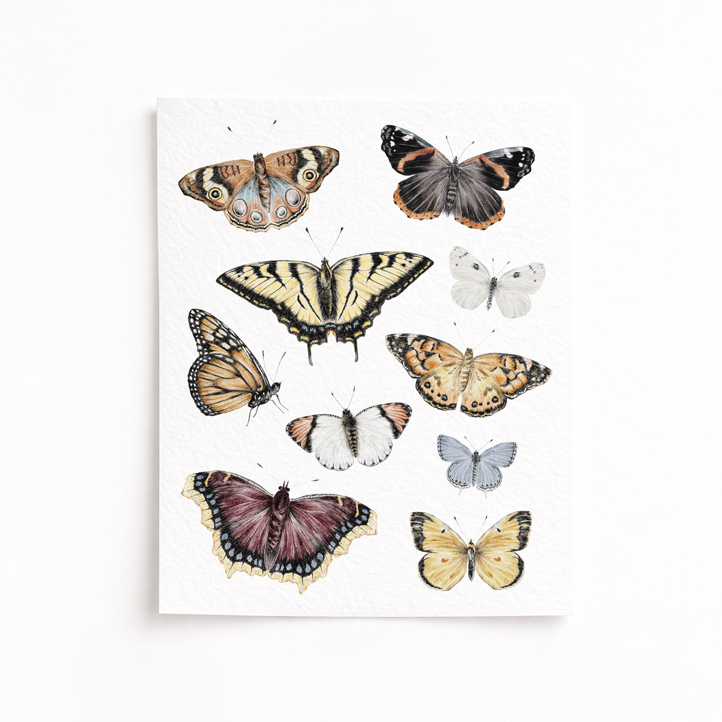 Butterfly Art Print