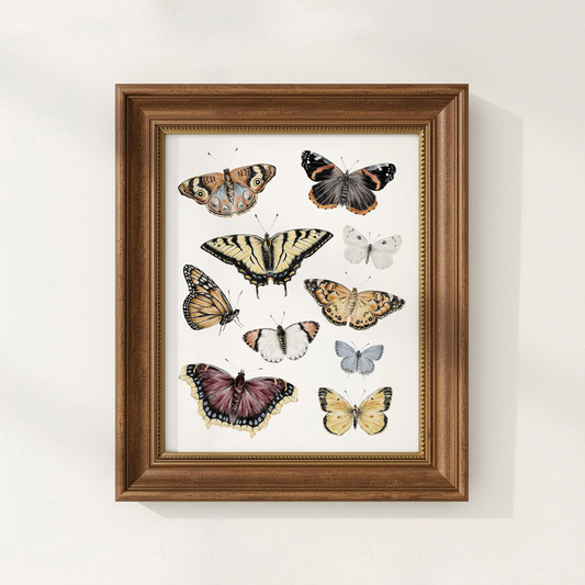 Butterfly Art Print