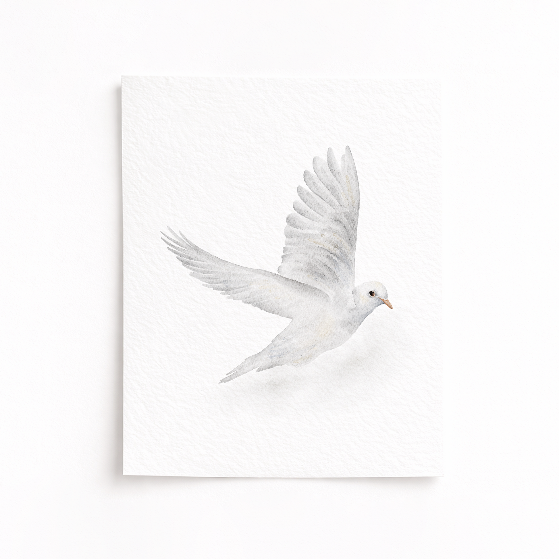 White dove flying against a white background