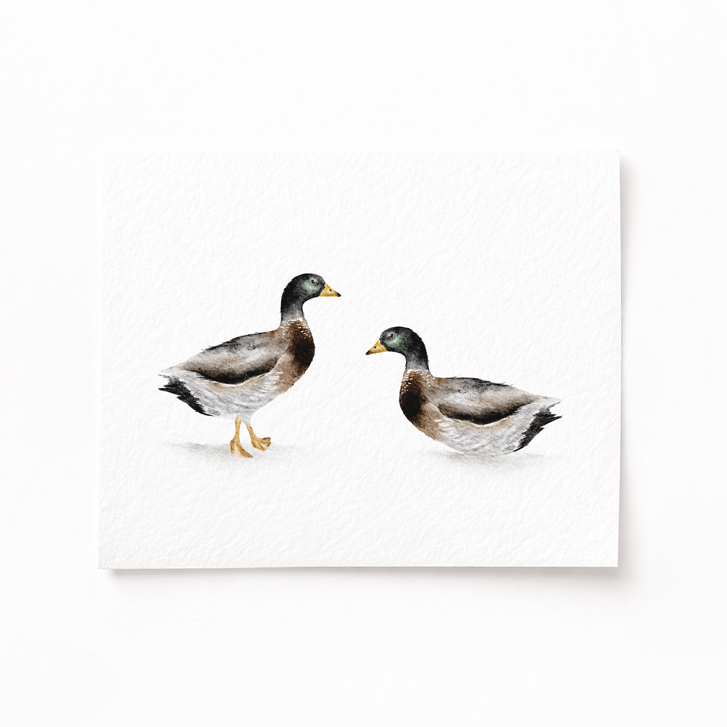 Two ducks on a white background