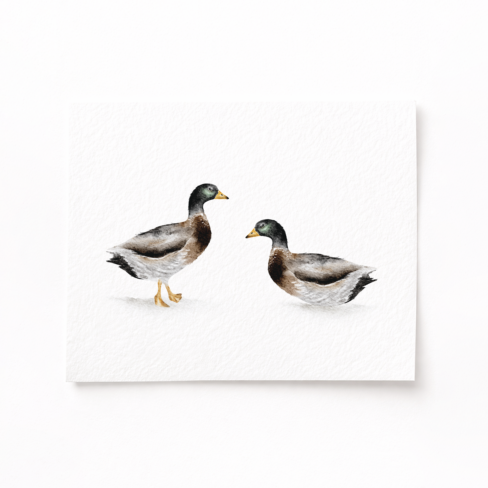Two ducks on a white background