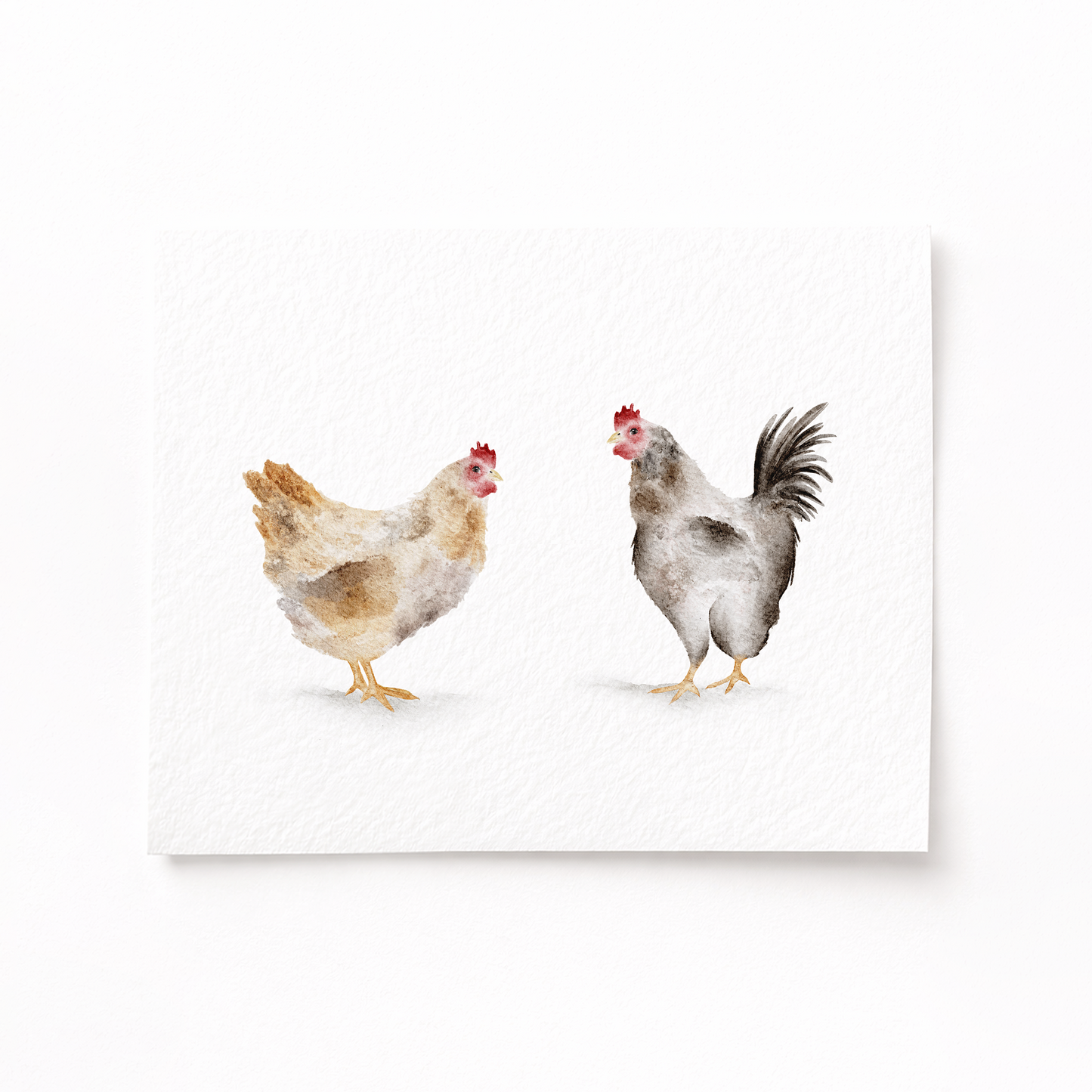 Two chickens on a white background