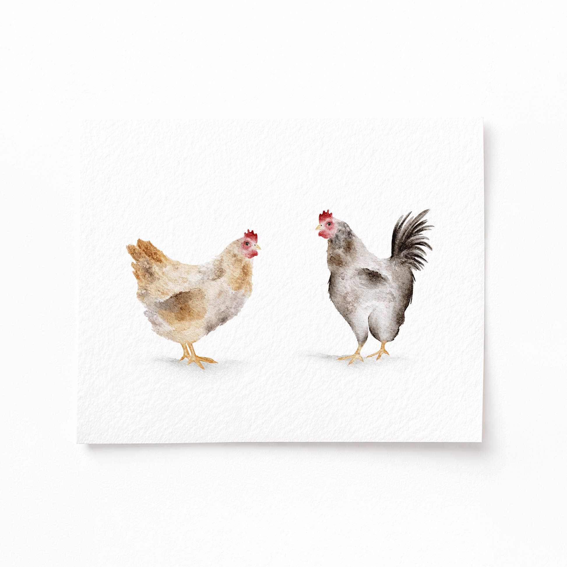 Two chickens on a white background